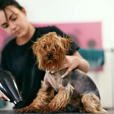Dog Groomers at work