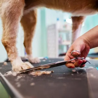 Dog Groomers workspace