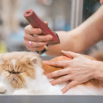 Dog Groomers service in progress