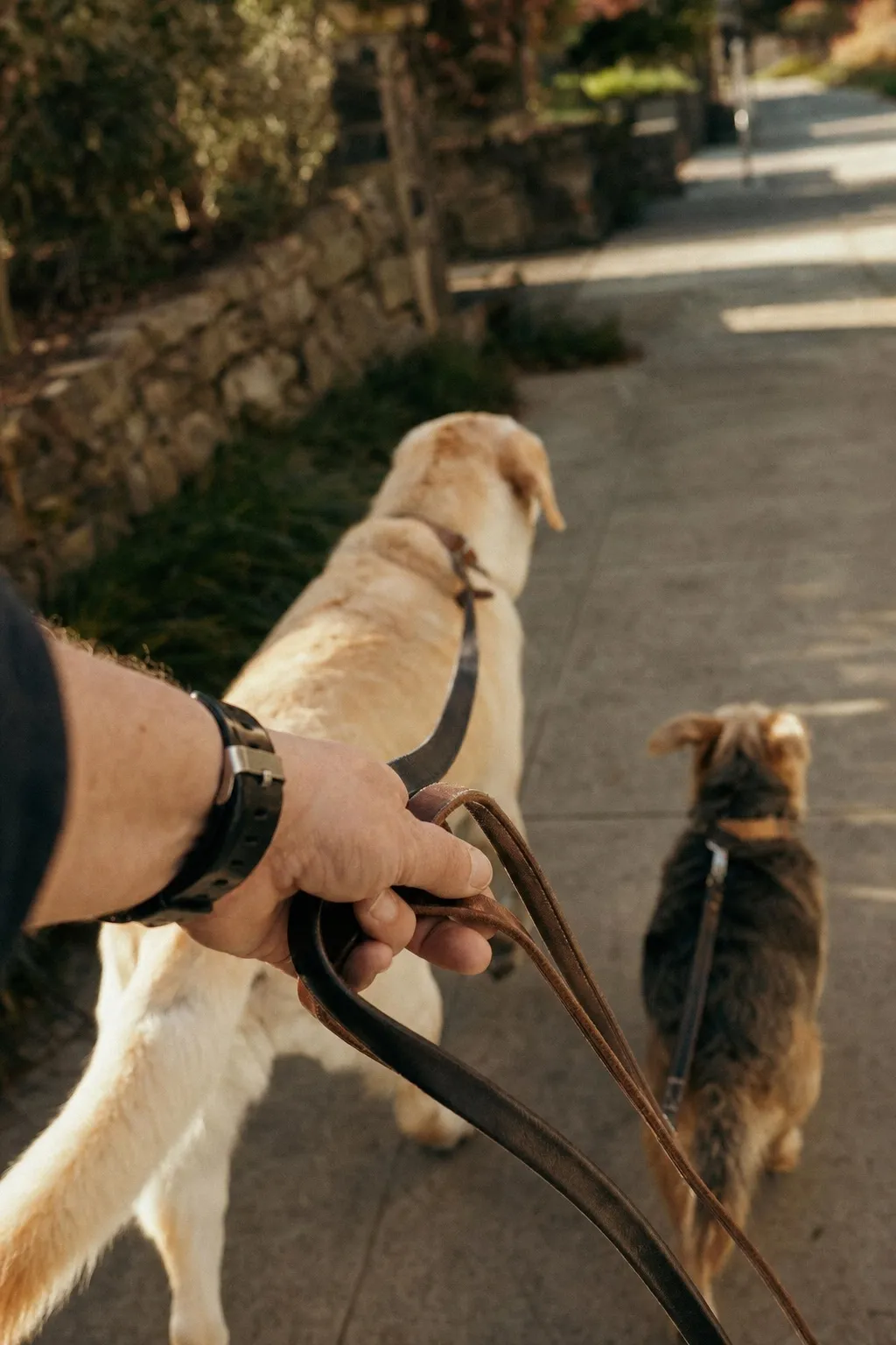 Dog Walkers at work